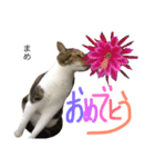 猫まめ♡にゃ〜（個別スタンプ：18）