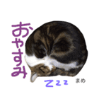 猫まめ♡にゃ〜（個別スタンプ：20）