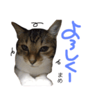 猫まめ♡にゃ〜（個別スタンプ：21）