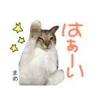 猫まめ♡にゃ〜（個別スタンプ：22）
