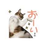 猫まめ♡にゃ〜（個別スタンプ：23）