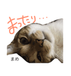猫まめ♡にゃ〜（個別スタンプ：24）
