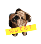 だるま日常（個別スタンプ：11）
