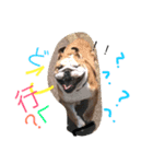 だるま日常（個別スタンプ：12）