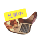 だるま日常（個別スタンプ：13）