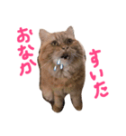 まるもじゃスタンプ♡（個別スタンプ：1）