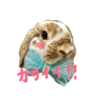 たれみみのエル（個別スタンプ：2）