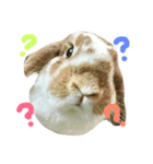 たれみみのエル（個別スタンプ：3）