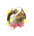 たれみみのエル（個別スタンプ：6）