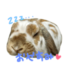 たれみみのエル（個別スタンプ：7）