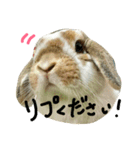 たれみみのエル（個別スタンプ：10）