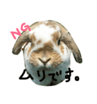 たれみみのエル（個別スタンプ：15）