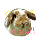 たれみみのエル（個別スタンプ：16）
