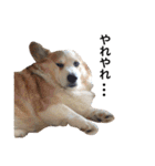コーギー犬〜きなこあんこの日常2（個別スタンプ：2）