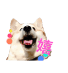 コーギー犬〜きなこあんこの日常2（個別スタンプ：3）