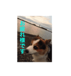 コーギー犬〜きなこあんこの日常2（個別スタンプ：6）
