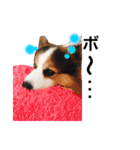 コーギー犬〜きなこあんこの日常2（個別スタンプ：8）