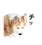 コーギー犬〜きなこあんこの日常2（個別スタンプ：11）