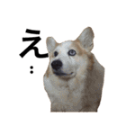 コーギー犬〜きなこあんこの日常2（個別スタンプ：12）