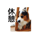コーギー犬〜きなこあんこの日常2（個別スタンプ：16）