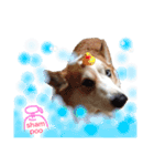 コーギー犬〜きなこあんこの日常2（個別スタンプ：17）