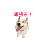 コーギー犬〜きなこあんこの日常2（個別スタンプ：19）