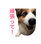 コーギー犬〜きなこあんこの日常2（個別スタンプ：20）
