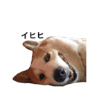 コーギー犬〜きなこあんこの日常2（個別スタンプ：21）
