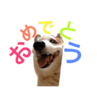コーギー犬〜きなこあんこの日常2（個別スタンプ：22）