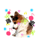 コーギー犬〜きなこあんこの日常2（個別スタンプ：23）