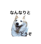 コーギー犬〜きなこあんこの日常2（個別スタンプ：25）