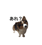 コーギー犬〜きなこあんこの日常2（個別スタンプ：29）