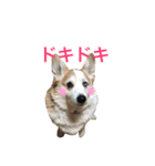 コーギー犬〜きなこあんこの日常2（個別スタンプ：30）