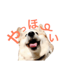 コーギー犬〜きなこあんこの日常2（個別スタンプ：31）