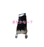 コーギー犬〜きなこあんこの日常2（個別スタンプ：33）