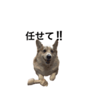 コーギー犬〜きなこあんこの日常2（個別スタンプ：34）