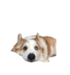コーギー犬〜きなこあんこの日常2（個別スタンプ：36）