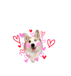コーギー犬〜きなこあんこの日常2（個別スタンプ：37）