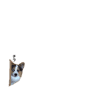 コーギー犬〜きなこあんこの日常2（個別スタンプ：39）
