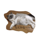 モナの毎日（個別スタンプ：7）