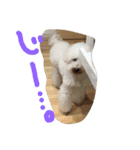 おやじ犬 ちっぷ（個別スタンプ：1）