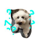 おやじ犬 ちっぷ（個別スタンプ：2）