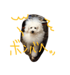 おやじ犬 ちっぷ（個別スタンプ：3）