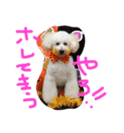 おやじ犬 ちっぷ（個別スタンプ：4）