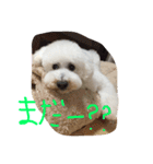 おやじ犬 ちっぷ（個別スタンプ：5）