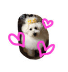 おやじ犬 ちっぷ（個別スタンプ：6）