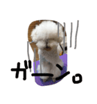 おやじ犬 ちっぷ（個別スタンプ：9）