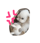 おやじ犬 ちっぷ（個別スタンプ：10）