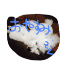 おやじ犬 ちっぷ（個別スタンプ：12）