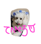 おやじ犬 ちっぷ（個別スタンプ：14）